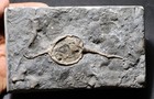 Large Ordovician Cystoid Pleurocystites Squamosus From Bobcaygeon Fm   Canada