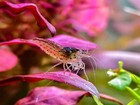 West Coast - 10  Amano Shrimp Algae Cleaner Caridina Shrimp   Free Shipping