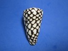 Conus Marmoreus  linnaeus 1758   a Classic Collectible  Marble Cone   75 4mm 