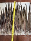 Wild Genuine Pheasant Tail Feathers   Quantity Of 15     18-23  Inches