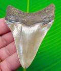 3 45    Megalodon Shark Tooth Real Fossil - Serrated   Natural