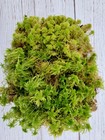 Fresh Live Sphagnum For Terrarium Vivarium Orchids Carnivorous 8 x10  Bag
