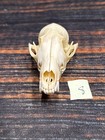 Real Red Fox Unique Animal Mount Halloween Skull Art Craft Mountain Man Canine