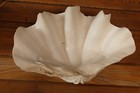 Large 9 Lb Tridacna Gigas Giant Natural Clam Shell - 14 x 9  Display Dish Ocean