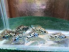 Electric Blue Jack Dempsi 1 25-1 5 In  6 Fish  Free Shipping 