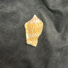 Strombidae Canarium Mutabile F  Zebriolatus Large 36 0mm Bohol  Philippines 2014