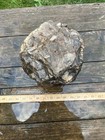 18 Lb Unique Agatized Petrified Wood Mineral Natural Specimen Rock Collection