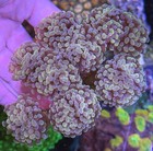 Wysiwyg Ultra Indo Hammer Colony 9 Heads