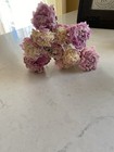 Peonies   Dried Flowers Bunch Bouquet Bundle Usa Grown Blush   Pink Peony Auc 10