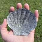 Pretty 5  Black Fossil Scallop Seashell Chesapecten Va Megalodon Era Beach Decor