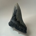 Megalodon Shark Tooth 5 14 Inch  Huge - Serrated Fossil - Authentic - Real 19525