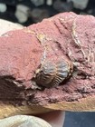 2 Rare Pennsylvanian Age Trilobites In Same Matrix From Bridgeport Texas
