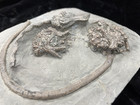 Nice Fossil Crinoids  Crawfordsville  In