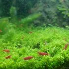 10 5 Red Cherry - Freshwater Neocaridina Aquarium Shrimp  Live Guarantee  