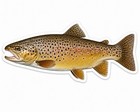 Brown Trout Fish Sticker Fishing Decal Car Bumper Cooler Tackle Box Kayak Boat