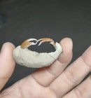 Exquisite Jurassic Natural Crustacean Category Collection Geologic Rock Spec