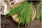 Horsetail Shavegrass Herb     Silica-rich Bone Hair Skin Nails Support 1oz   8oz