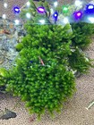 Rare Hookeriaceae Aquarium Moss Live Plant Freshwater Shrimp   Aquascaping