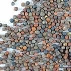 Organic Broccoli Sprouting Seeds By Handy Pantry   8 Oz  Resealable Bag  