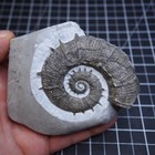 Rare Heteromorph  France Ammonite Crioceratites Loryi - Hauterivian Cretaceous