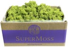 Supermoss 21773 Reindeer Moss Preserved  Chartreuse  3lbs