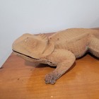 Vintage Cast Iron Bearded Dragon Lizard Reptile 16  12lb Garden Art