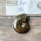 Polished Sutured Ammonite Fossil Whole