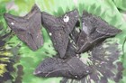 Megalodon Sharks Teeth 4 No Restorations Fossil Sharks Teeth Tooth