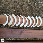 2 Large Wild Boar Teeth Tusks Talisman Amulet Shamanic Jewellery Healing Arts