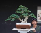 Live Tree Ehretia Microphylla   Carmona Retusa Bonsai Tree   Medium    019 