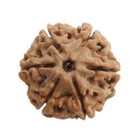 6 Six Mukhi Rudraksha Rudraksh Single Piece Nepal Origin A  Quality Energized