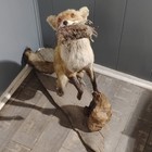 Fox  Full Body Taxidermy Mount