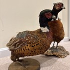 1940   s  Pair Of Pheasants   Bird Taxidermy Standing Mount On Wooden Base