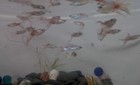 Small Breeder Set  6pk Fancy Guppies  3 Male  3 Female free Shipping  no Min   