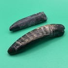 Fossil Sperm Whale Teeth Authentic Cetacean Fossils Florida