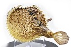 Real Large Dried Porcupine Fish  10-12   Taxidermy Decorative Unique W  String