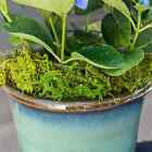 Supermoss   Preserved Forest Moss  Green 1 Lb
