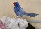 Mountain Bluebird  On Watermelon Tourmaline  5   -peter Muller