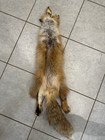 Professionally Tanned Red Fox Pelt