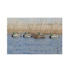 Avery Pair Of Pro-grade Mallard Surface Feeder Decoys  73102 