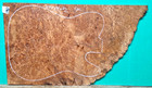 Birdseye Maple Burl Wood 1442 Luthier One Pc  Electric Guitar Top 24x 14 X 1 2