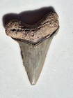 Megalodon Shark Tooth Fossil Shark Teeth