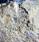 Cooksonia - Big  Beautiful Complete With Sporangium Oldest Silurian Plant