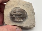 Floating Scabriscutellum Trilobite Fossil 1 3 8  Long Great Detail Free Ship Us