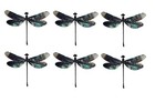 6 Real Dragonfly Specimen Black Wings Art Collection Taxidermy Insect Butterfly