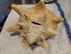  Beautiful Conch Sea Shell 7  X 5 5  Nice Colors  