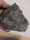 Large Double Sided Plant Fossil On Shale Matrix From Pennsylvania Pa