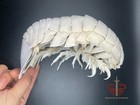 Museum-quality Real Bathynomus Giganteus Specimen  rare Taxidermy  20cm 7 9 