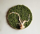 Preserved Reindeer Moss Natural Green Diy Kit Gardenning Art Wall Decor Florist