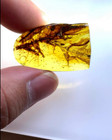 Burmese Fossil Burmite Cretaceous Amber Insect Feather Fossil Amber Myanmar